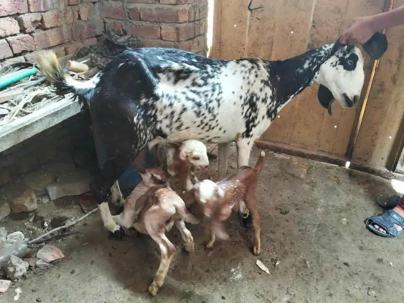 Goat for sale with three cute babies — photo 4