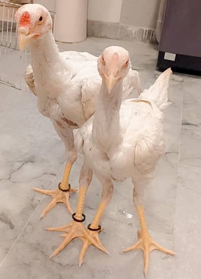 asil Shamo Male and l Female