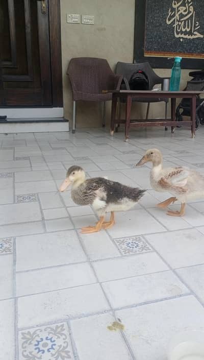 2 months old ducklings/ducks