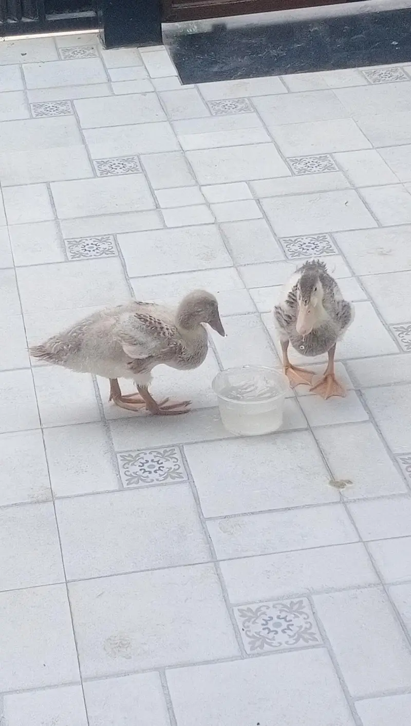 2 months old ducklings/ducks — photo 2