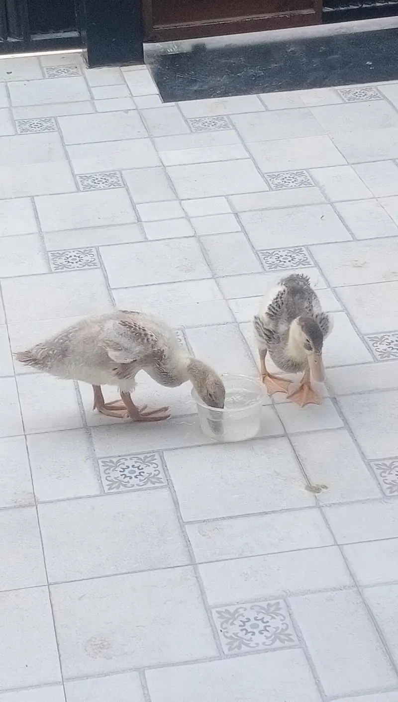 2 months old ducklings/ducks — photo 3