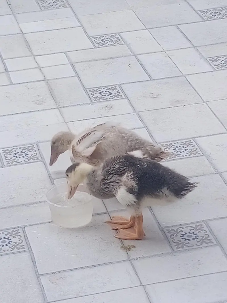 2 months old ducklings/ducks — photo 4