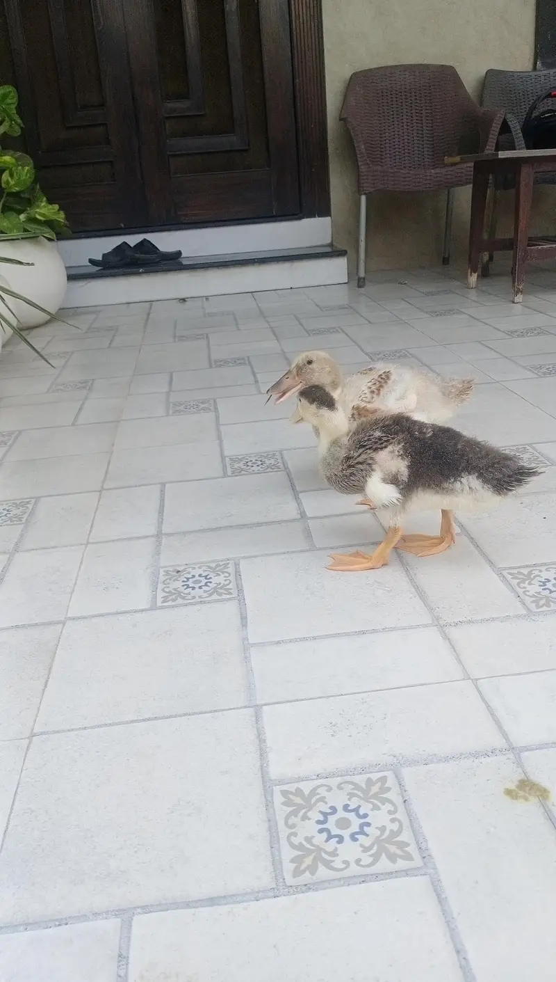 2 months old ducklings/ducks — photo 5
