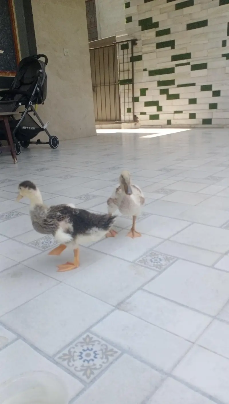 2 months old ducklings/ducks — photo 6