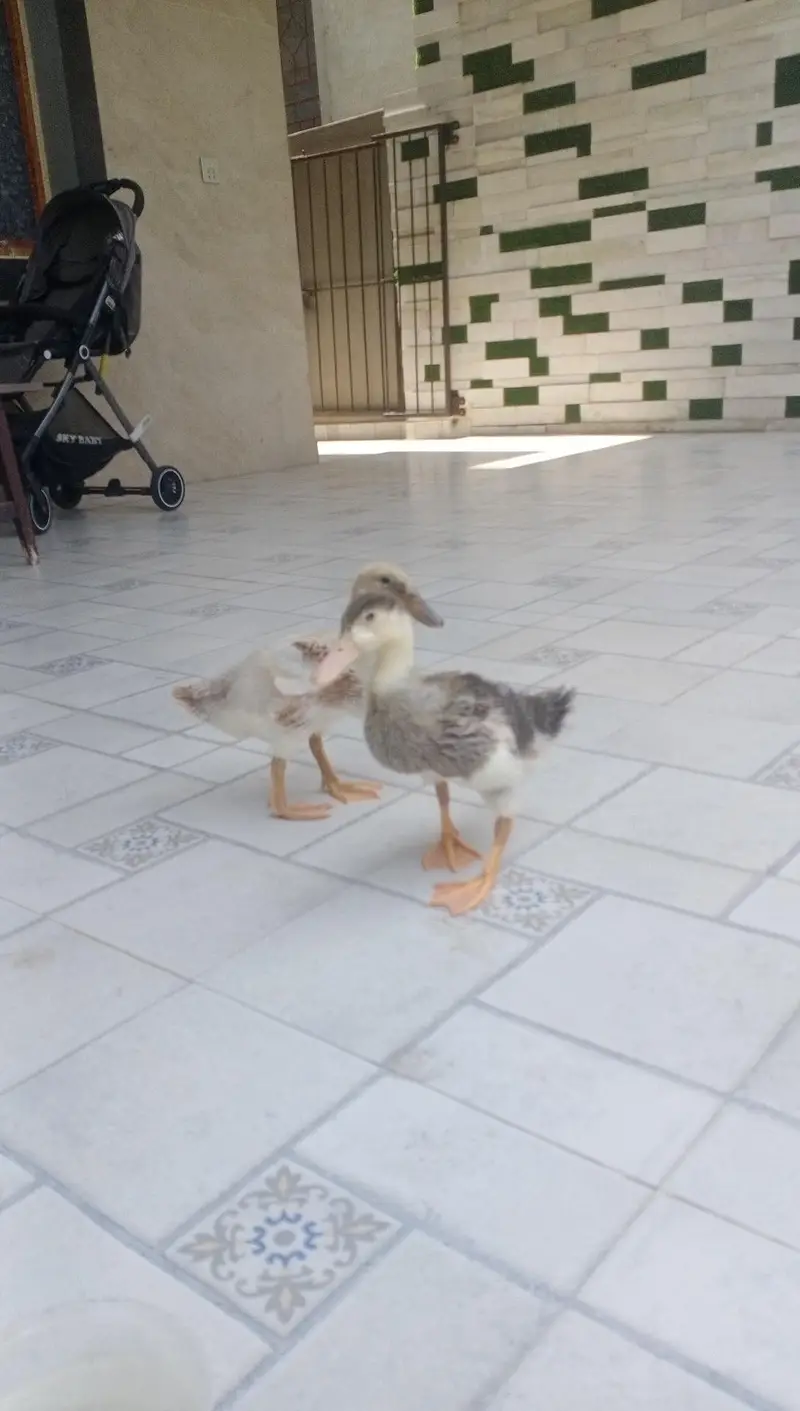2 months old ducklings/ducks — photo 7