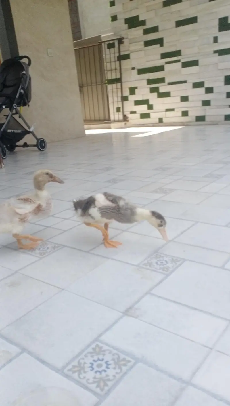 2 months old ducklings/ducks — photo 8