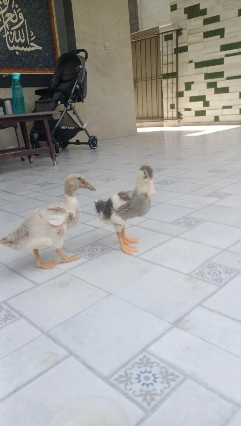 2 months old ducklings/ducks — photo 9