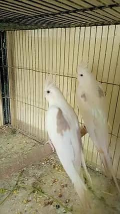 V pied+spotted breeder pair. . 0346.2099636.