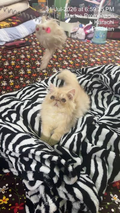 peki female  kitren cfa bloodline 2.5 months