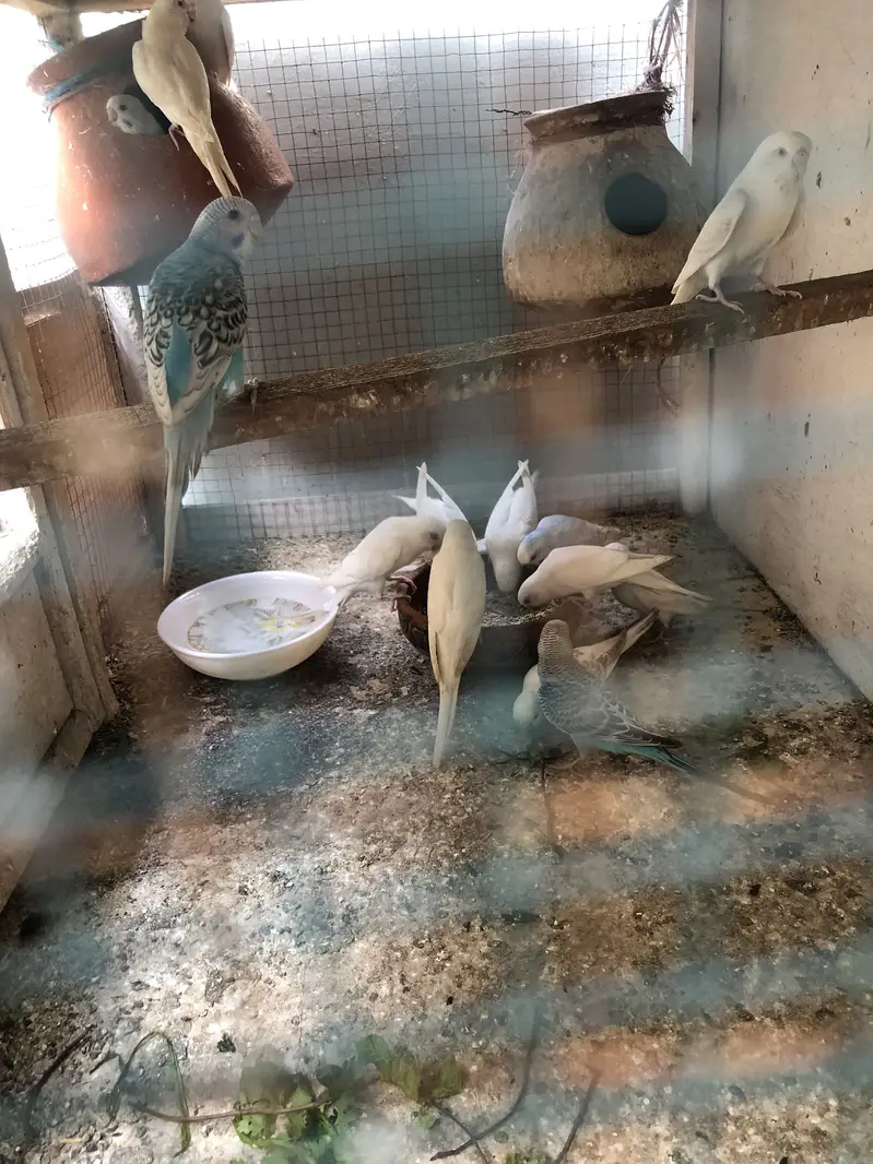 Red Eyes Budgie Fellow — photo 2