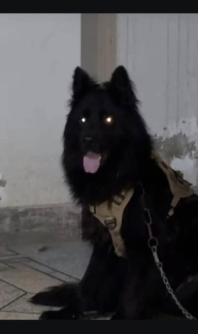 German shepherd