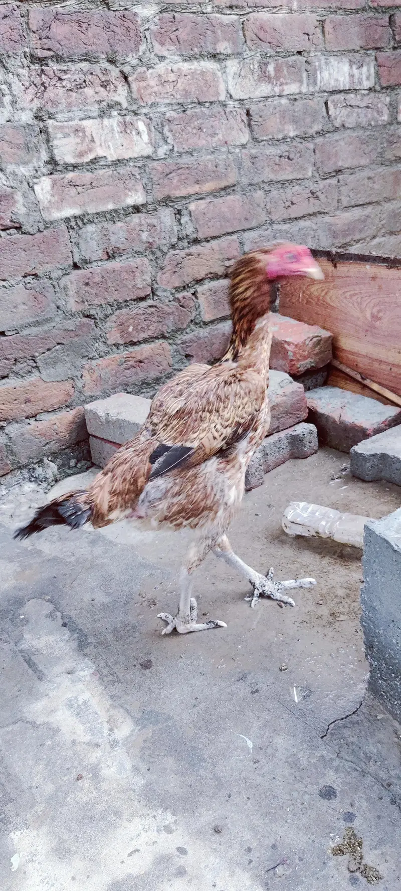 Aseel 1 Male + 2 Female — photo 2
