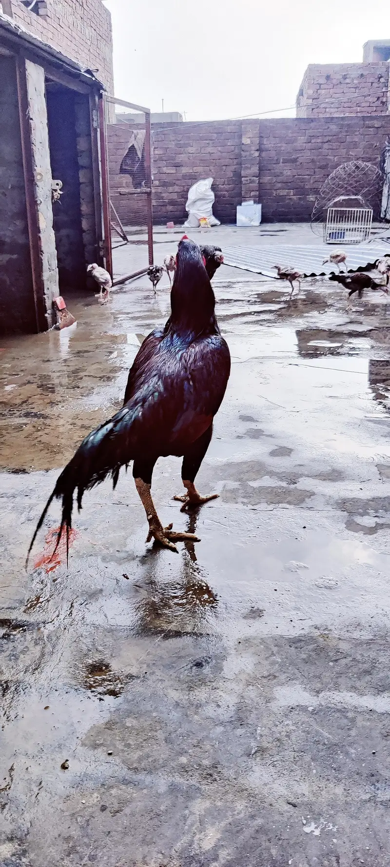 Aseel 1 Male + 2 Female — photo 3