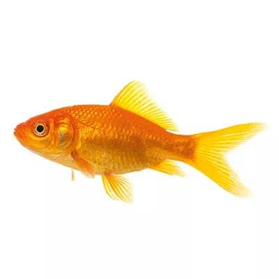 Gold Fish Pair For Sell