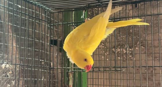 YELLOW FEMALE FOR SALE