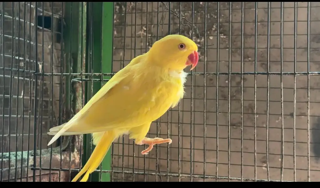YELLOW FEMALE FOR SALE — photo 2