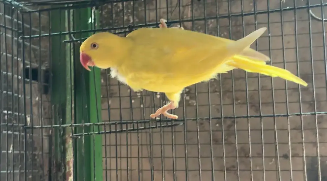 YELLOW FEMALE FOR SALE — photo 3