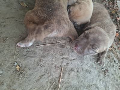 supreme qualtiy lab pups