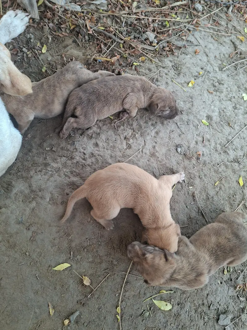 supreme qualtiy lab pups — photo 2