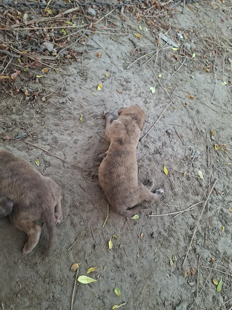supreme qualtiy lab pups — photo 3