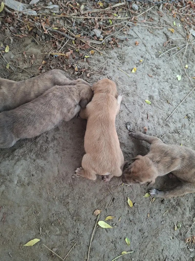 supreme qualtiy lab pups — photo 4