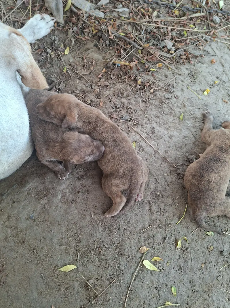 supreme qualtiy lab pups — photo 5