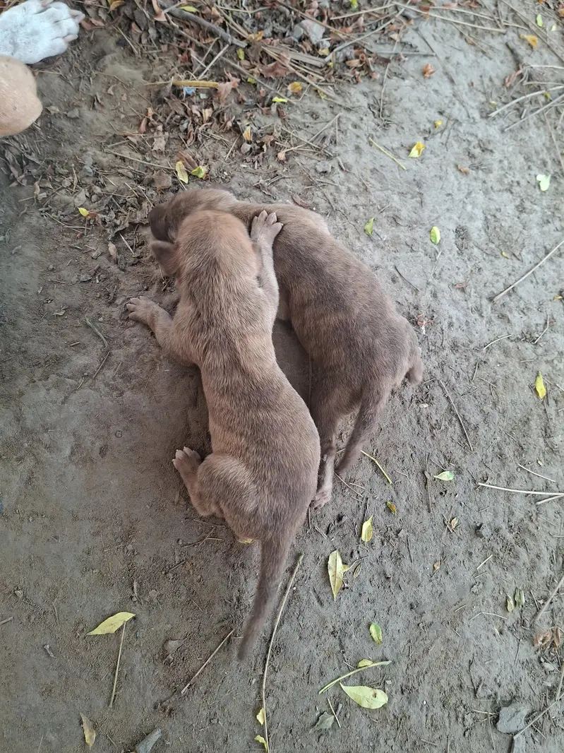 supreme qualtiy lab pups — photo 7