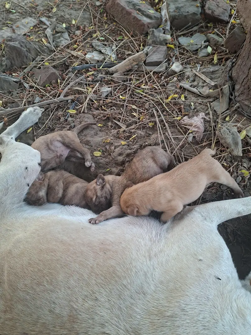 supreme qualtiy lab pups — photo 8