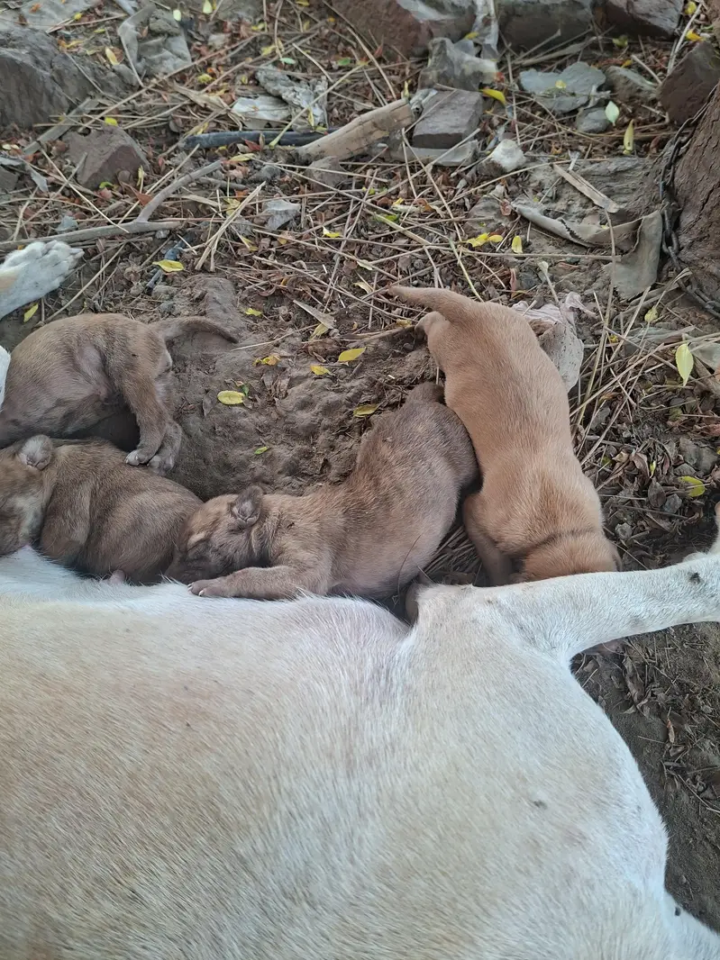 supreme qualtiy lab pups — photo 9