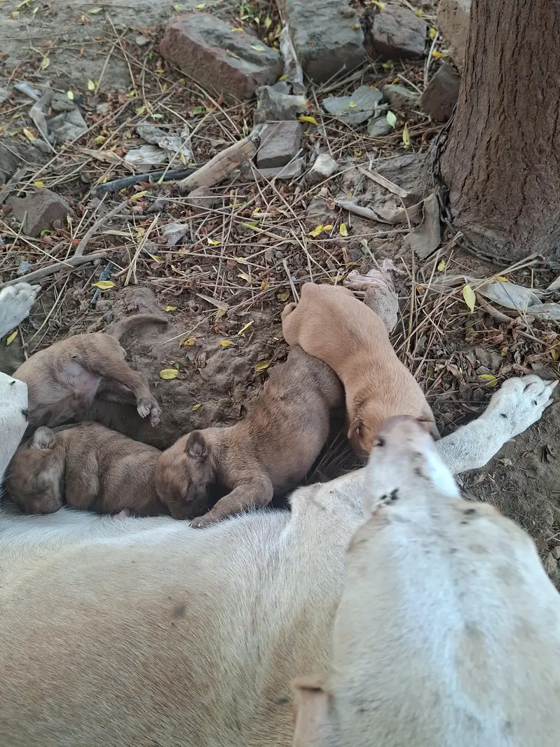 supreme qualtiy lab pups — photo 10