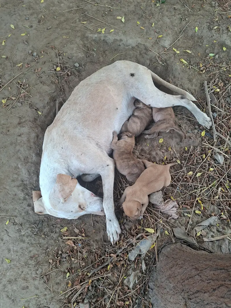 supreme qualtiy lab pups — photo 11
