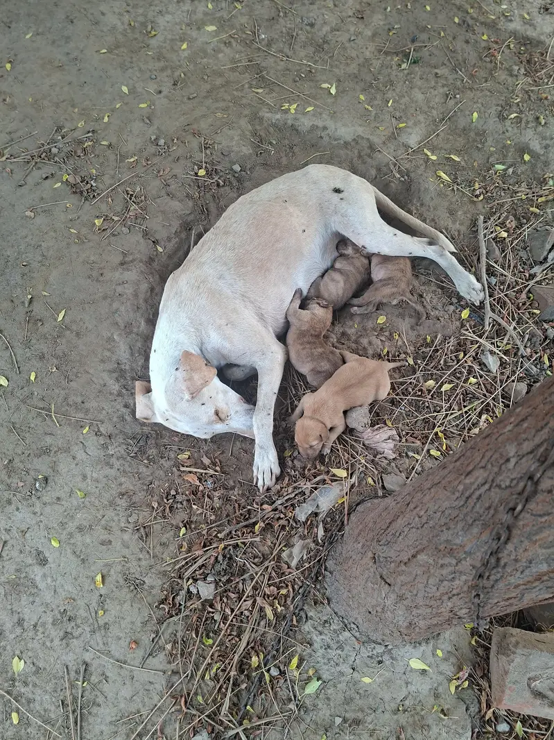 supreme qualtiy lab pups — photo 12