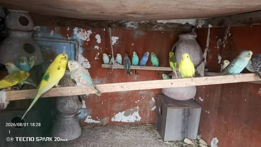 bajri
