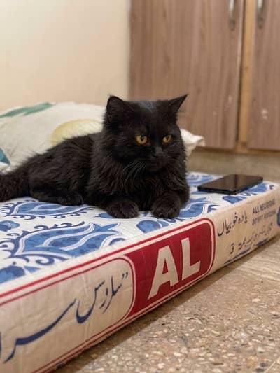 Pure Persian Male cat for sale