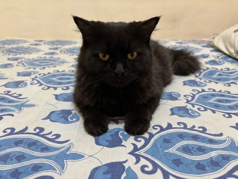 Pure Persian Male cat for sale — photo 2
