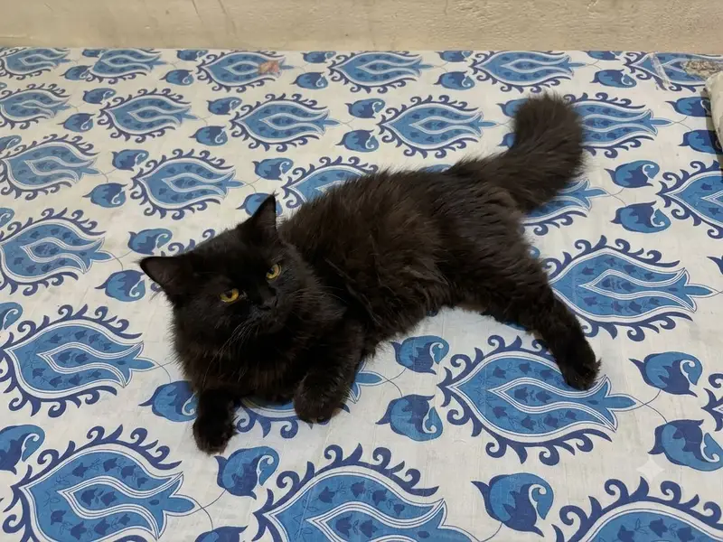 Pure Persian Male cat for sale — photo 3