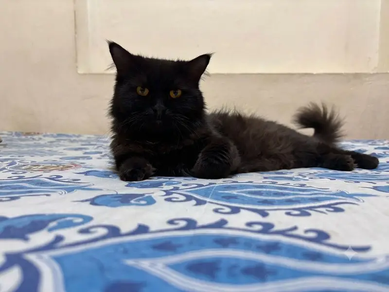 Pure Persian Male cat for sale — photo 4