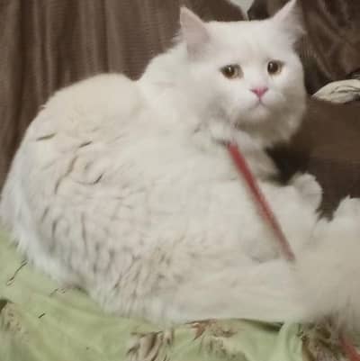 femal white cat     no+92 314 4769940