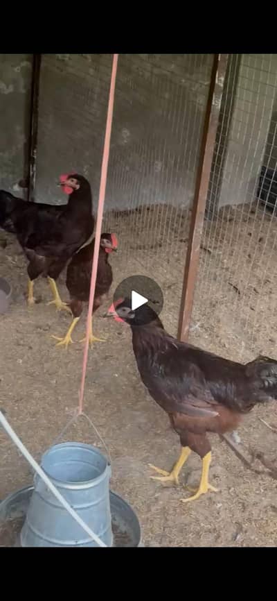 rir heritage male available for sale in lahore