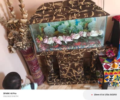 fish aquarium