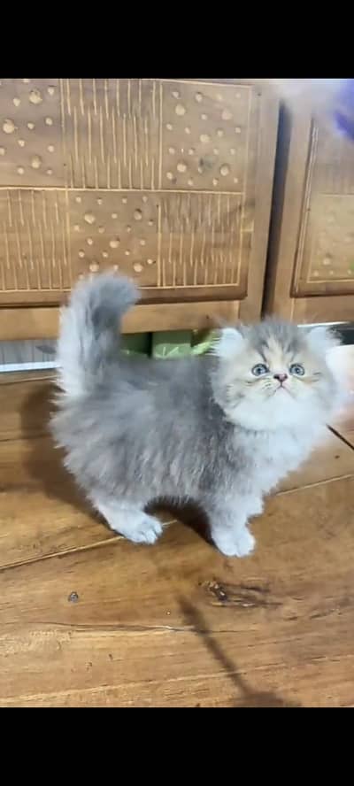 Quality Persian Punch Face cat &kittens 03495425573 WhatsApp