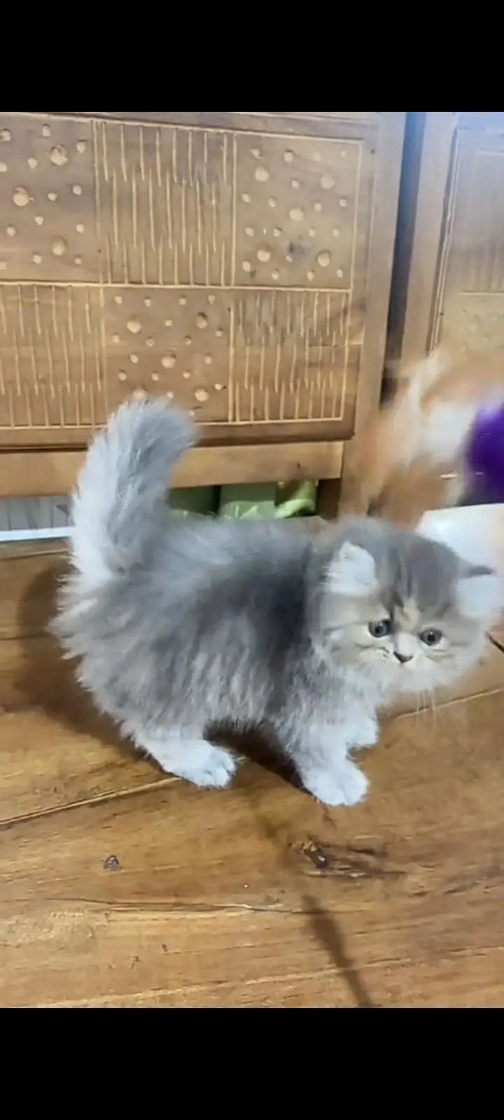 Quality Persian Punch Face cat &kittens 03495425573 WhatsApp — photo 2