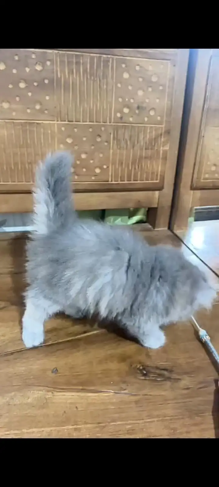 Quality Persian Punch Face cat &kittens 03495425573 WhatsApp — photo 3