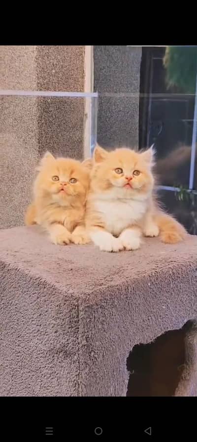 Quality Persian cat & Kittens. Male & female 03479996792. whatsapp