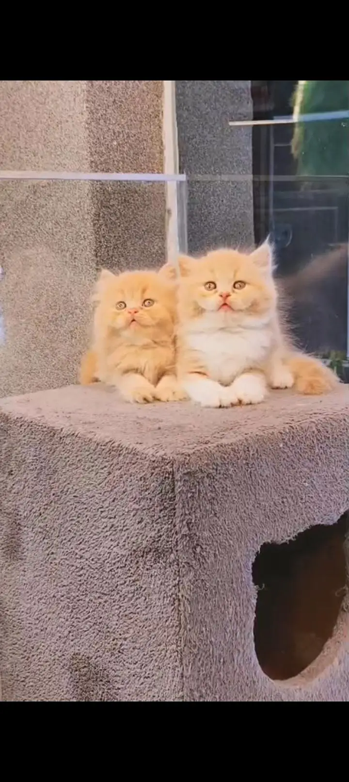 Quality Persian cat & Kittens. Male & female 03479996792. whatsapp — photo 3