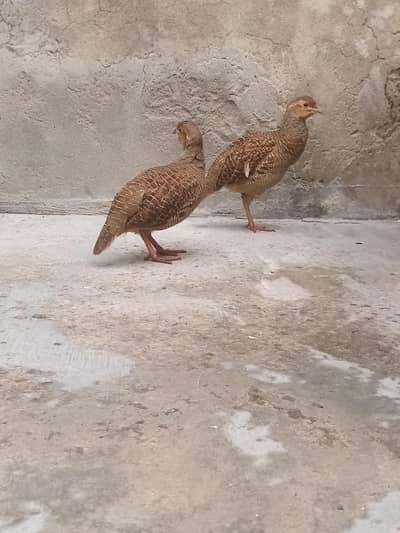 dakhni teetar