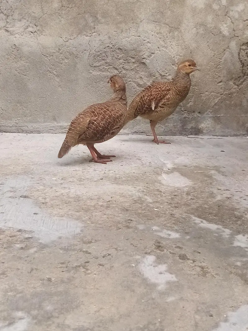 dakhni teetar