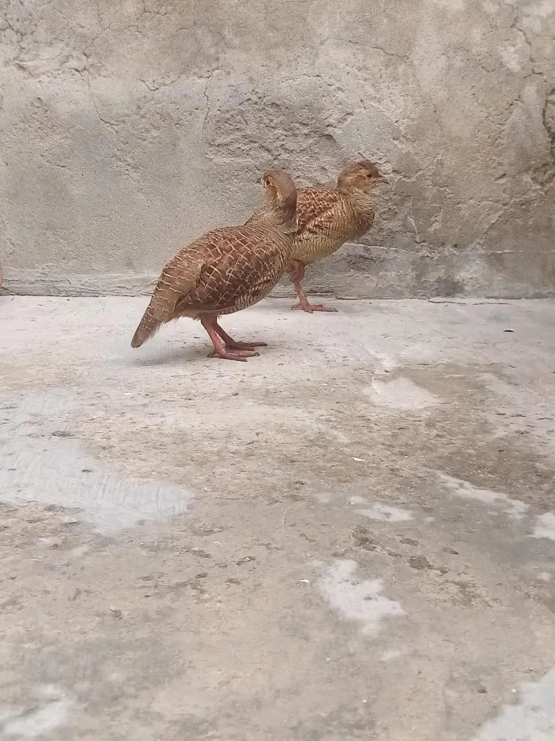 dakhni teetar — photo 2