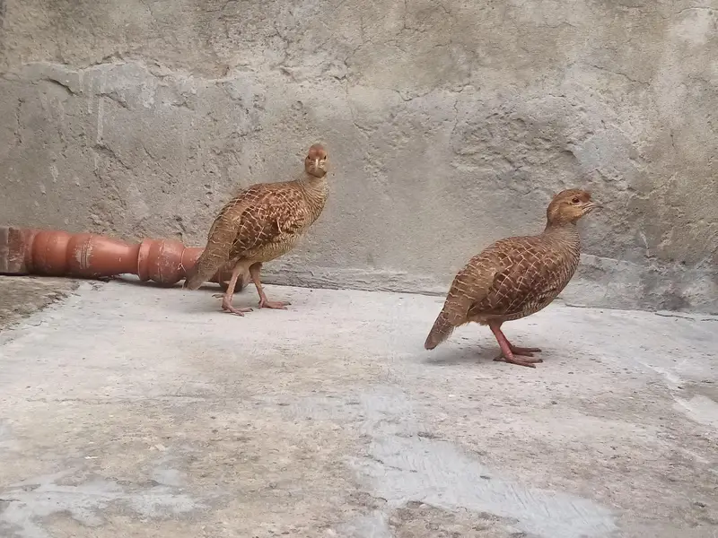 dakhni teetar — photo 3