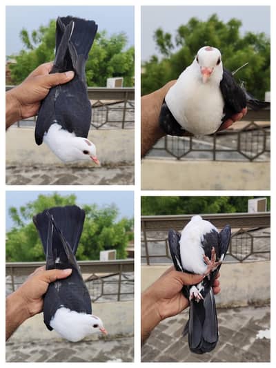 karbalaai patha | King Male | Cage | Breeding Boxes